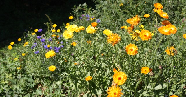Cours d’introduction à la permaculture dans le Rhône