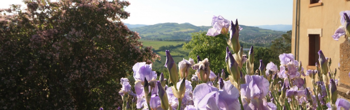 les-iris-la-source-doree-e1461327973821