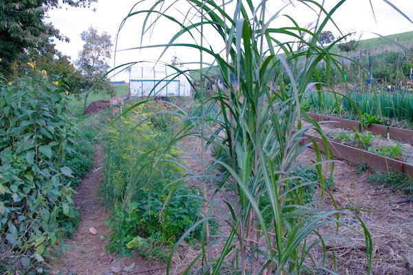 jardin-permaculture